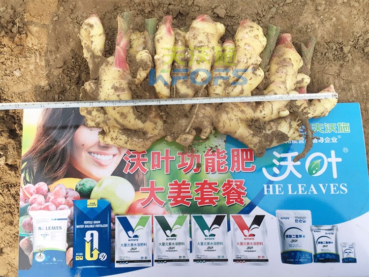 水溶肥用量少，可是效果卻很好！