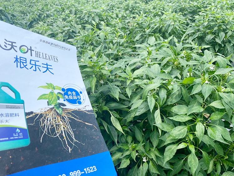 辣椒用什么水溶肥病害少？