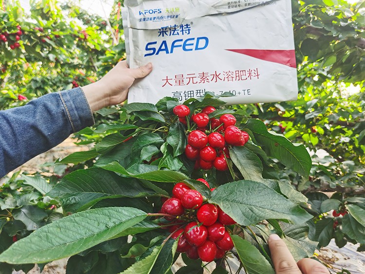 大櫻桃用什么水溶肥又大又甜？