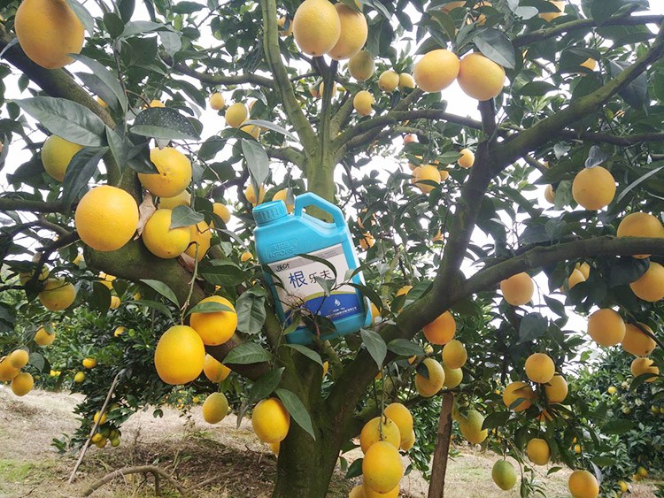 好的水溶肥是什么生產(chǎn)工藝？