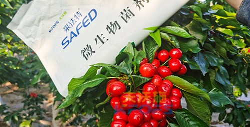 進口水溶肥怎么選？參考這三點就夠了！