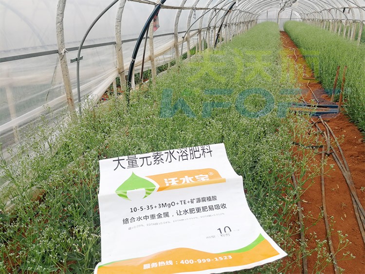 進口水溶肥以色列的哪家好？