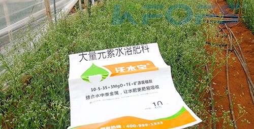 進口水溶肥以色列的哪家好？
