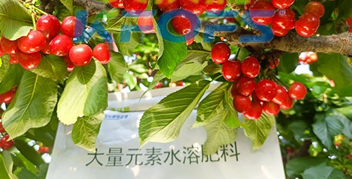 大量元素水溶肥為什么都說進(jìn)口的好？