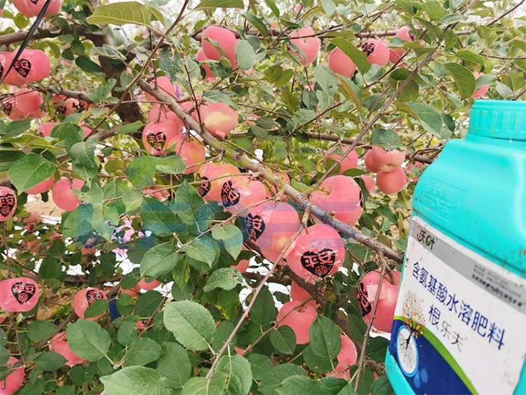 沃葉水溶肥效果怎么樣？怎么購買？