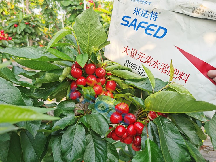 水溶肥用對了，果大果多品質(zhì)好！