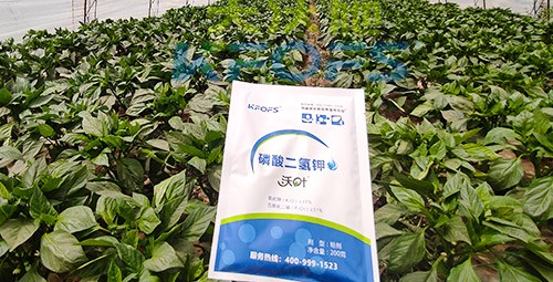 磷酸二氫鉀的正規(guī)廠家是什么樣的？