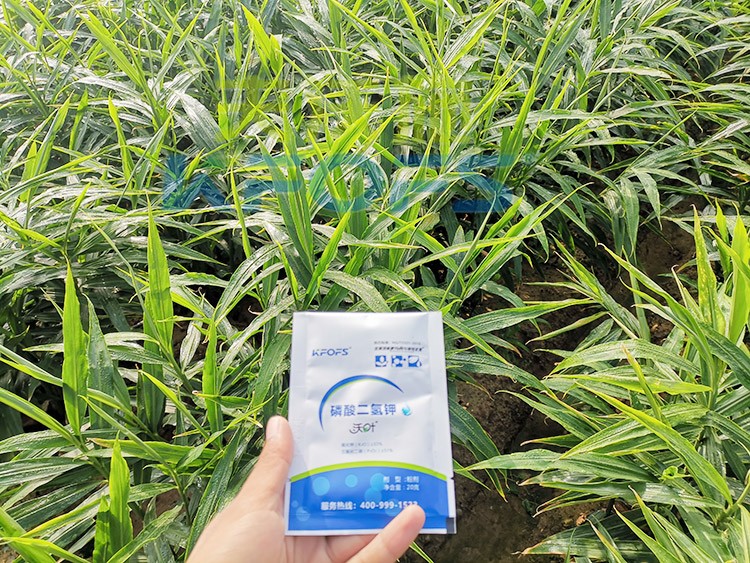磷酸二氫鉀選這個品牌，不會錯！