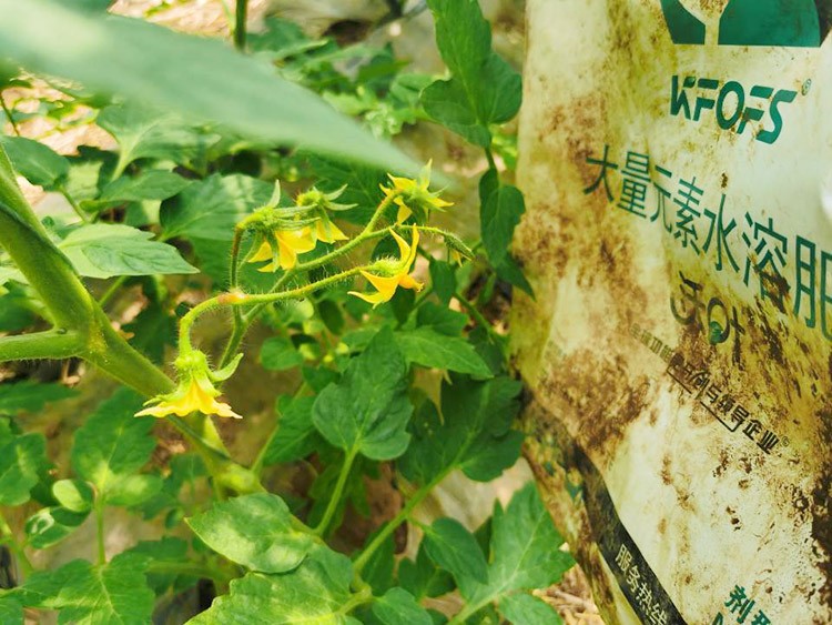 水溶肥哪種的效果好？看完別說(shuō)不知道了！