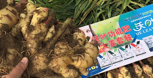 進(jìn)口水溶肥還不知道沃葉？虧大了！