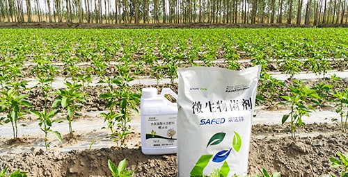 微生物菌肥哪家好？用效果說話！
