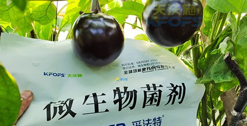 進(jìn)口水溶肥蔬菜上怎么用效果好？