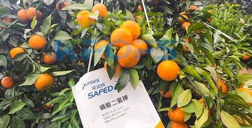 柑橘專用肥選采法特，就是不一樣！
