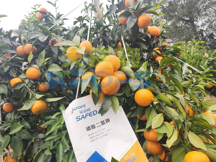 柑橘專用肥選采法特，就是不一樣！