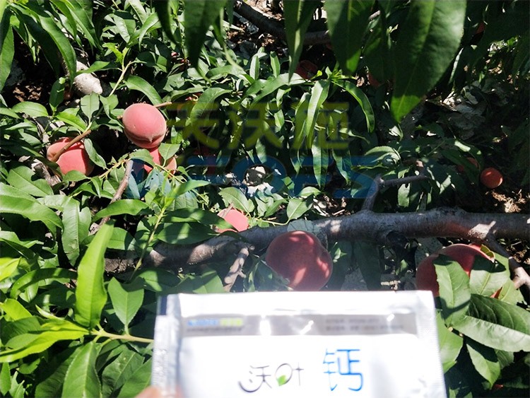 桃樹施什么肥料好，看這一篇就夠了！