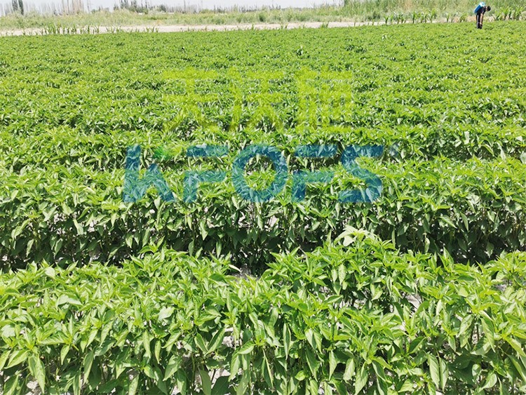 鋅肥是什么肥料？辣椒用有什么好處？