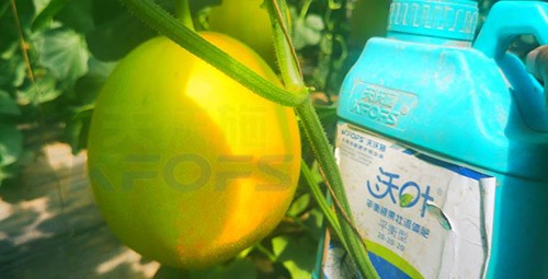 甜瓜用什么肥料更甜，你知道嗎？