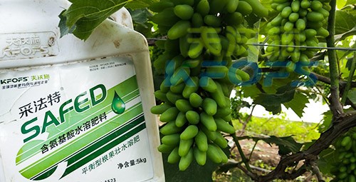 葡萄水溶肥品牌哪個(gè)好？案例告訴你！