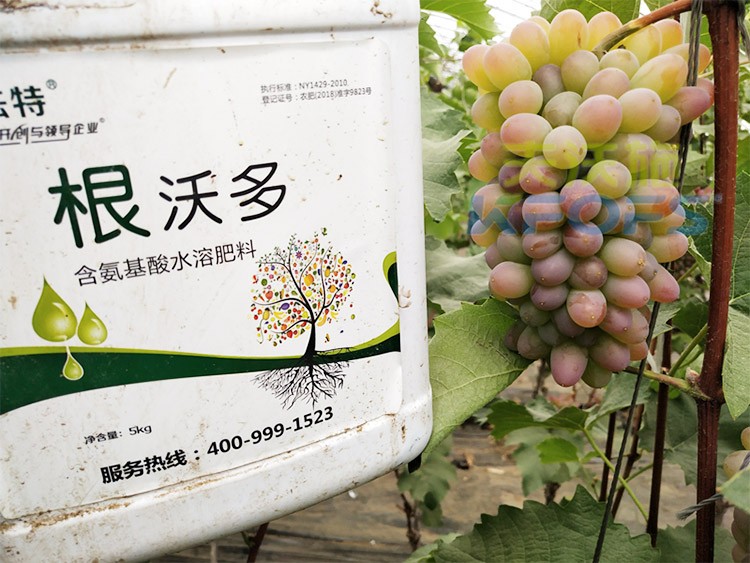 葡萄水溶肥品牌哪個好？案例告訴你！