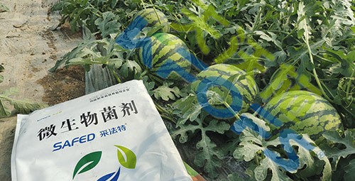 西瓜用微生物菌劑，能達(dá)到什么效果？