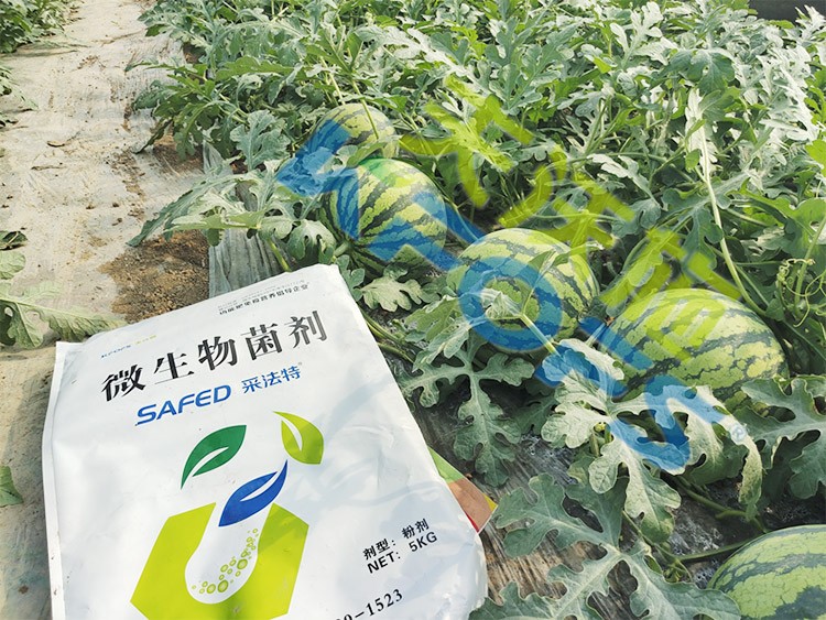 西瓜用微生物菌劑，能達(dá)到什么效果？