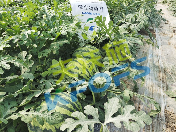 西瓜用微生物菌劑，能達(dá)到什么效果？