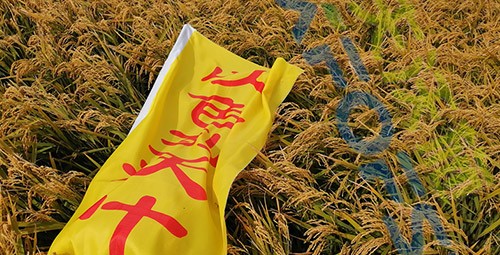 水稻用水溶肥，這三個方面的效果很明顯！