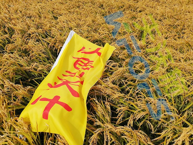 水稻用水溶肥，這三個方面的效果很明顯！