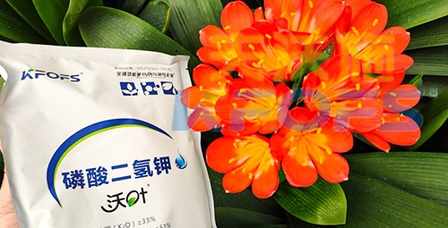 花卉用這款磷酸二氫鉀，效果不一般！