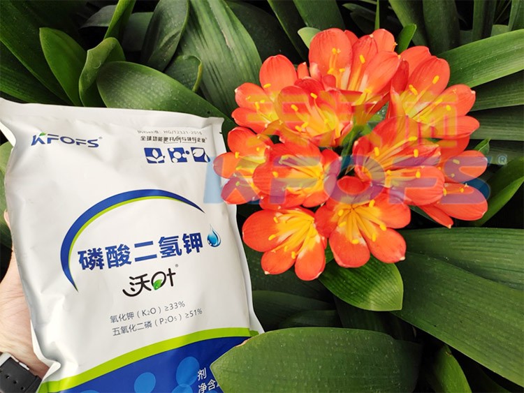 花卉用這款磷酸二氫鉀，效果不一般！