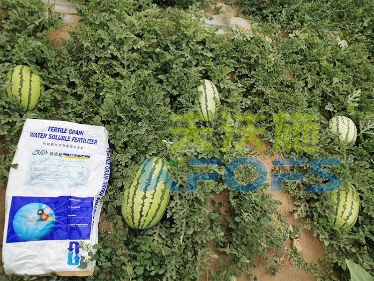 西瓜用什么進口水溶肥好？