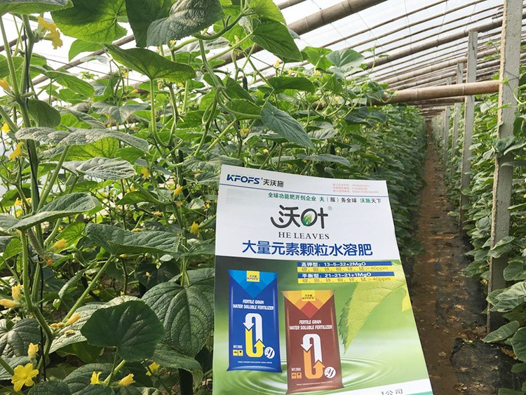 黃瓜用這樣的水溶肥，產(chǎn)量就是高！