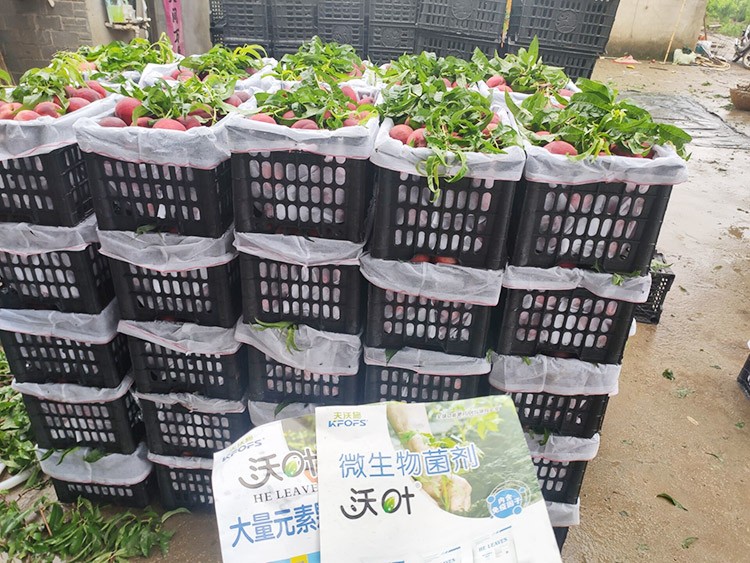 桃樹用什么肥料好？且看這篇！