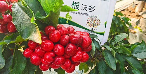 大櫻桃水溶肥廠家哪家好？這樣的才更可靠！