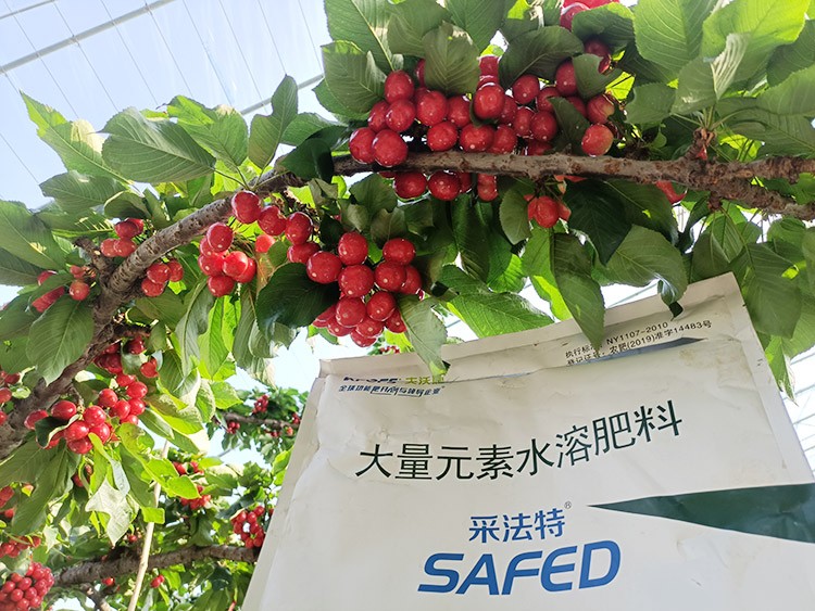大櫻桃水溶肥廠家哪家好？這樣的才更可靠！