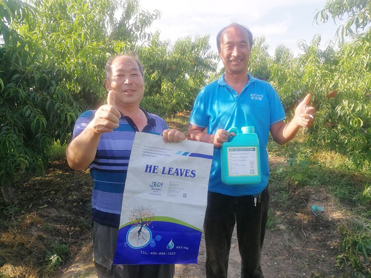 桃樹(shù)根腐不可怕，怕的是不用水溶肥治療！