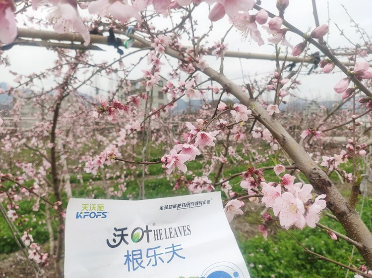 桃樹(shù)根腐不可怕，怕的是不用水溶肥治療！