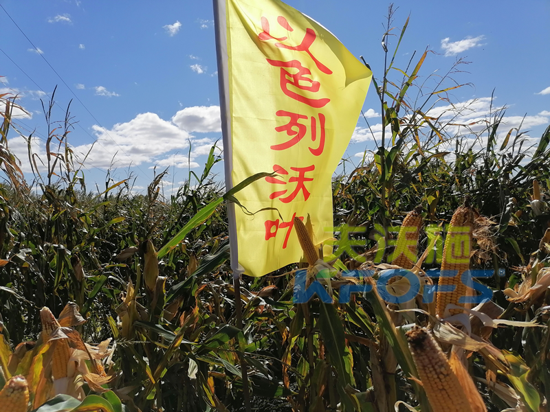 玉米打什么葉面肥增產(chǎn)？解你所惑！