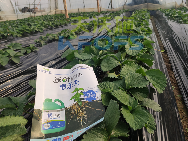 草莓結果的時候要施什么肥？別再用錯了！