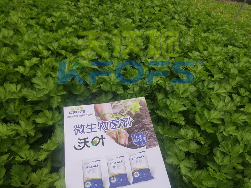 芹菜用什么肥料長的快？菜農(nóng)推薦這款！
