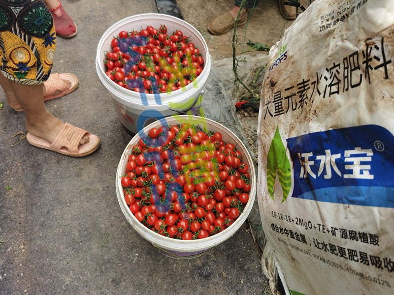 這款大量元素水溶肥，看完為何都很心動(dòng)？