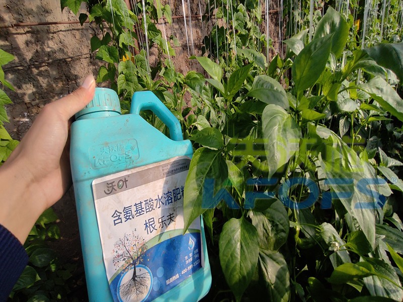 生根水溶肥哪種的好？