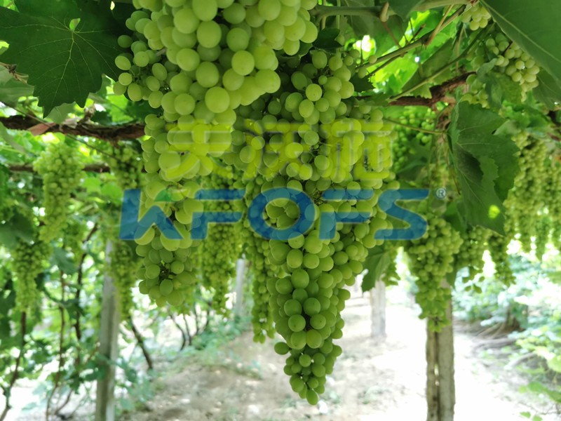 磷酸二氫鉀什么牌子是正宗的？