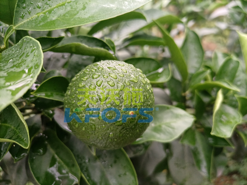 氨基酸葉面肥，你還不知道這個(gè)牌子嗎？