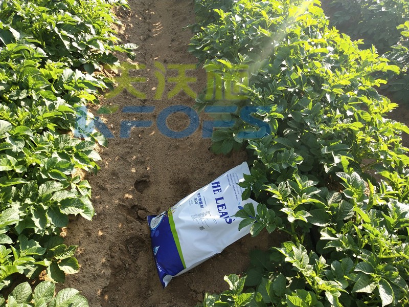 8年種植經(jīng)驗老農(nóng)說，種土豆用什么肥料好！