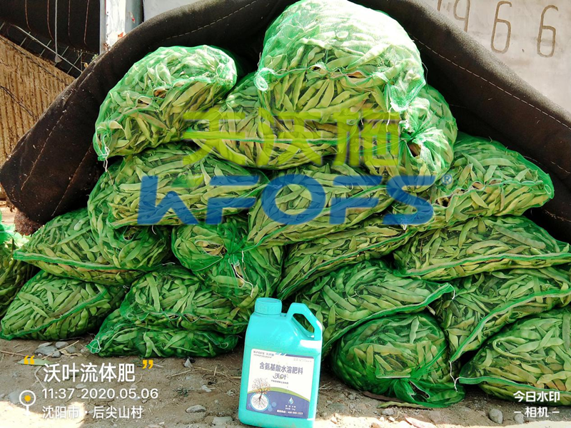 豆角用什么肥料產(chǎn)量高，有必要一看！