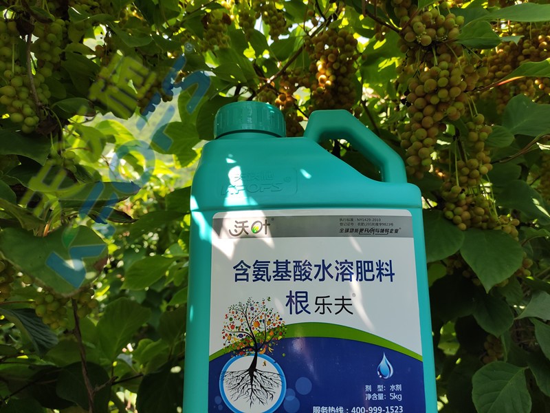 沃葉水溶肥效果怎么樣？一起來(lái)驗(yàn)證！