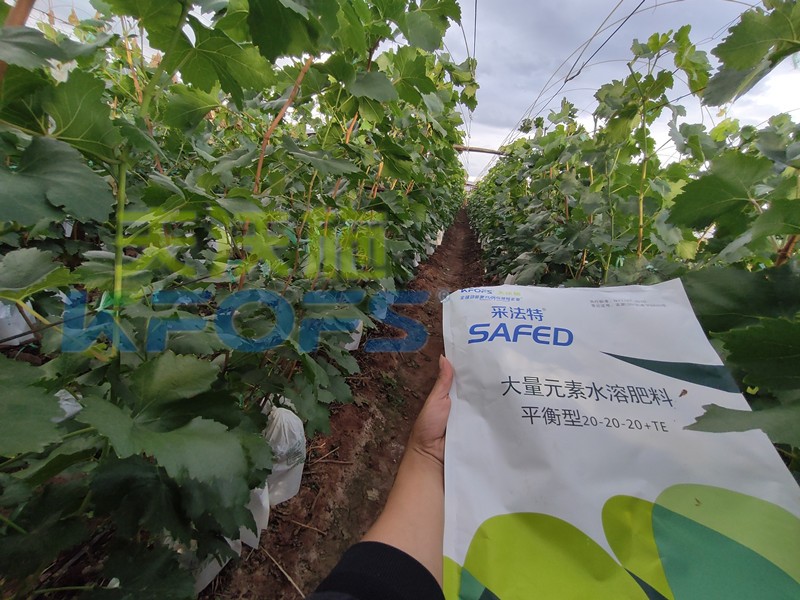 如何選擇靠譜的水溶肥廠家？很重要！