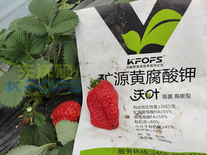 礦源黃腐酸鉀應(yīng)該怎么用？對(duì)于什么土地有效？