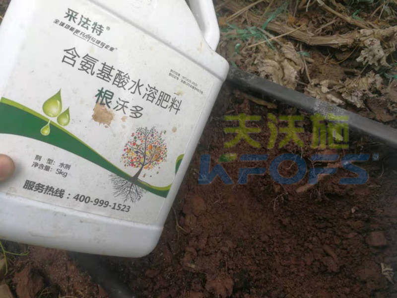 如何選擇一款好的生根劑？